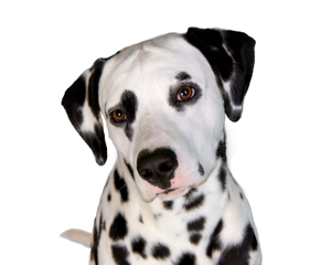 A dalmatian with a pleasant expression tilting his head slightly.